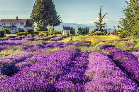 Lavendar farms - Apr 12, 2023 · Location: 17805 SW Hillsboro Hwy., Hillsboro 97123. Hours: 9 a.m. – 5 p.m. daily in June and July. Entrance: FREE. This family-run Oregon lavender farm is less than 30 minutes from Portland. Mountainside grows over 20 varieties of lavender, in shades of pink and white in addition to purple. 